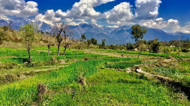 Palampur