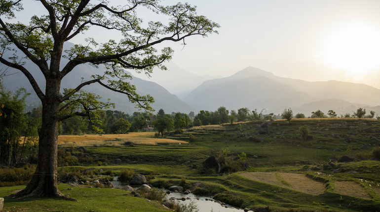 scenery with fields and tree in palampur india