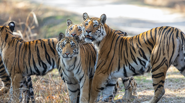 A family of tigers inside Pench National Park