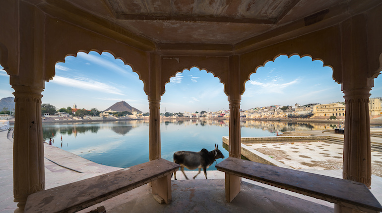 Bull walks past Pushkar Lake