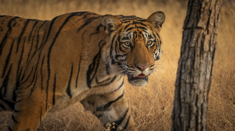 Royal Bengal Tiger at Ranthambore National Park, India