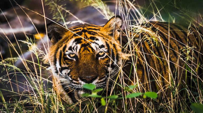 Scary eye of Royal Bengal Tiger named Ustaad from Ranthambore